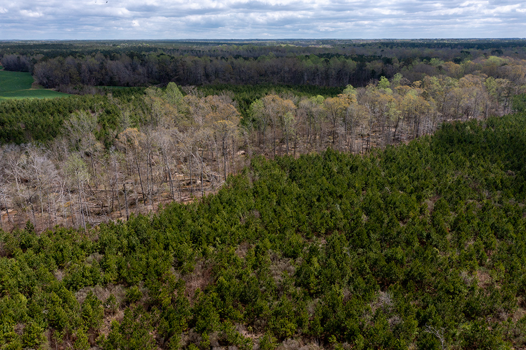 A swath of trees damaged by a tornado stands out in a green forest.