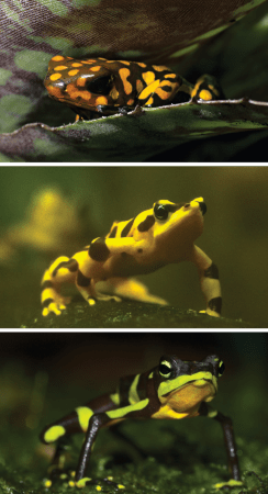 three photos stacked vertically on top of each other with each image being a different harlequin frog species